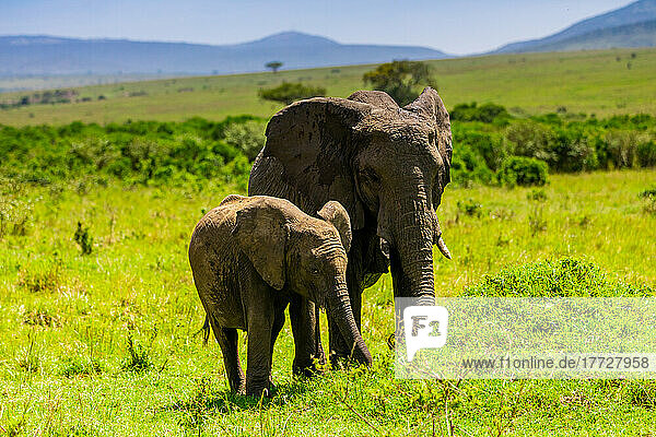 Elephants seen on a Safari in the Maasai Mara National Reserve  Kenya  East Africa  Africa