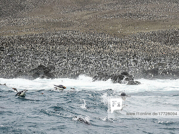 Over a million chinstrap penguins (Pygoscelis antarcticus)  on Zavodovski Island  South Sandwich Islands  South Atlantic  Polar Regions
