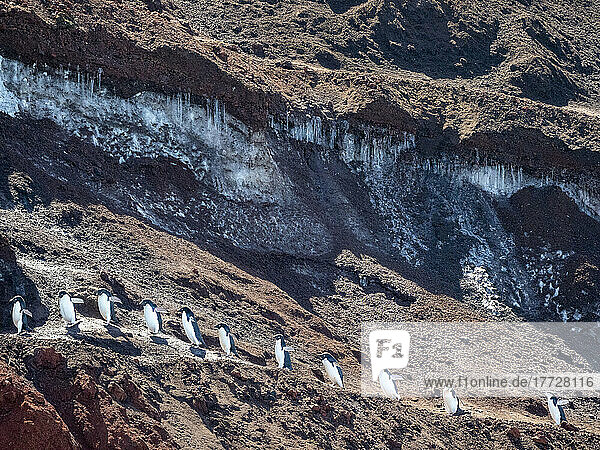 Adult Adelie penguins (Pygoscelis adeliae)  walking along a glacier  Thule Island  South Sandwich Islands  South Atlantic  Polar Regions