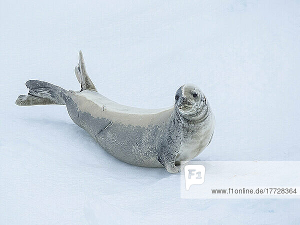 Adult crabeater seal (Lobodon carcinophaga)  on ice in the Bellingshausen Sea  Antarctica  Polar Regions