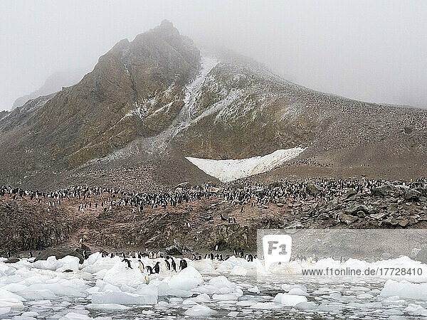 Adelie penguins (Pygoscelis adeliae)  on an ice floe at a breeding colony on Joinville Island  Antarctica  Polar Regions