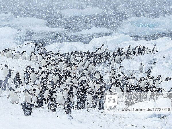 Adelie penguins (Pygoscelis adeliae)  marching on the beach in a snowstorm  Brown Bluff  Antarctic Sound  Antarctica  Polar Regions