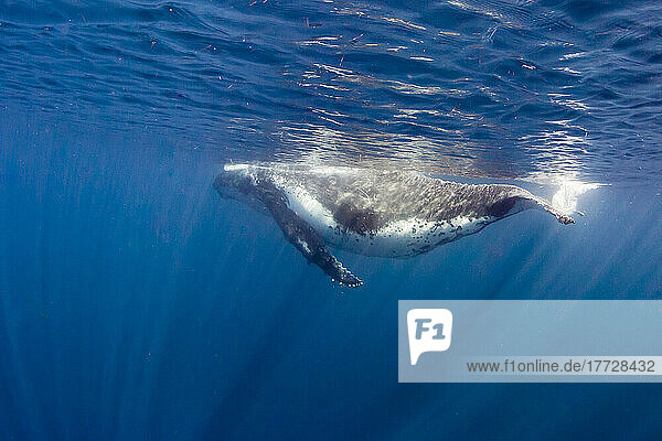 Humpback whale (Megaptera novaeangliae)  adult underwater on Ningaloo Reef  Western Australia  Australia  Pacific