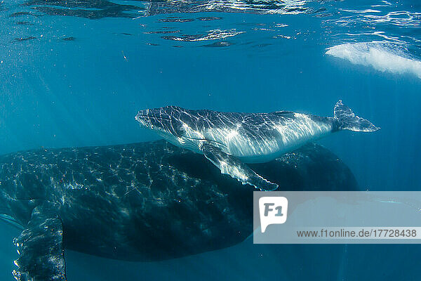 Humpback whale (Megaptera novaeangliae)  mother and calf underwater  Ningaloo Reef  Western Australia  Australia  Pacific