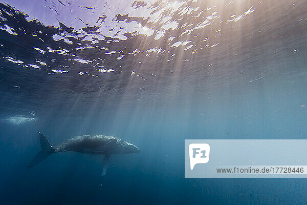 Humpback whale (Megaptera novaeangliae)  swimming underwater on Ningaloo Reef  Western Australia  Australia  Pacific