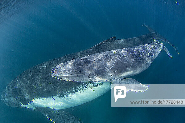 Humpback whale (Megaptera novaeangliae)  mother with calf underwater on Ningaloo Reef  Western Australia  Australia  Pacific