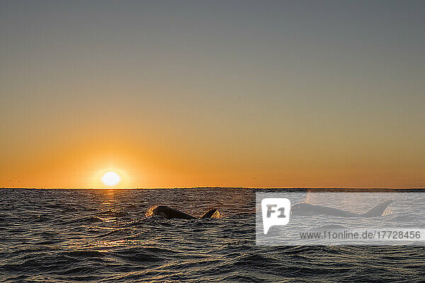 A pod of killer whales (Orcinus orca)  surfacing at sunset on Ningaloo Reef  Western Australia  Australia  Pacific