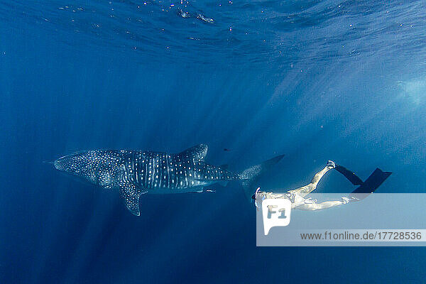 Whale shark (Rhincodon typus)  underwater with snorkeler on Ningaloo Reef  Western Australia  Australia  Pacific