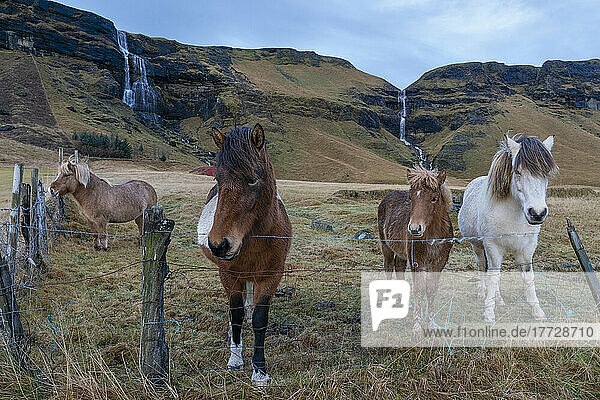 Icelandic horses near Vik  Iceland  Polar Regions