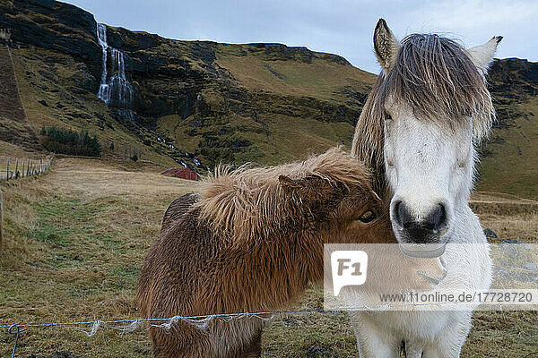 Icelandic horses near Vik  Iceland  Polar Regions