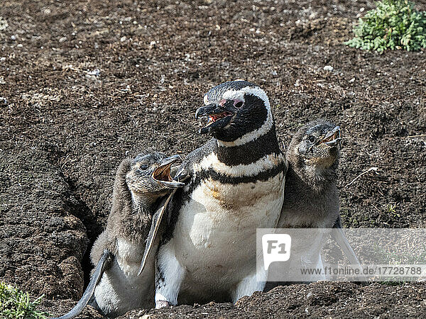 Adult Magellanic penguin (Spheniscus magellanicus)  being accosted by hungry chicks on New Island  Falklands  South America