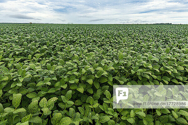Giant soy fields  Sinop  Mato Grosso  Brazil  South America