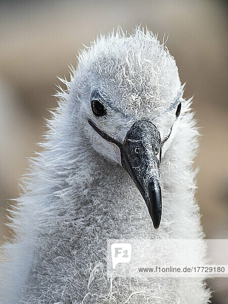 Black-browed albatross (Thalassarche melanophris)  chick at breeding colony on Saunders Island  Falklands  South America
