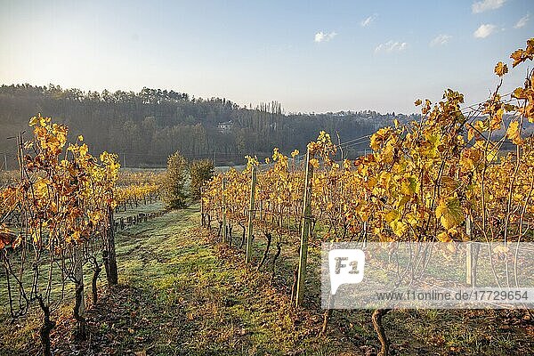 Vineyards in surroundings of Gavi  Alessandria  Piedmont  Italy  Europe