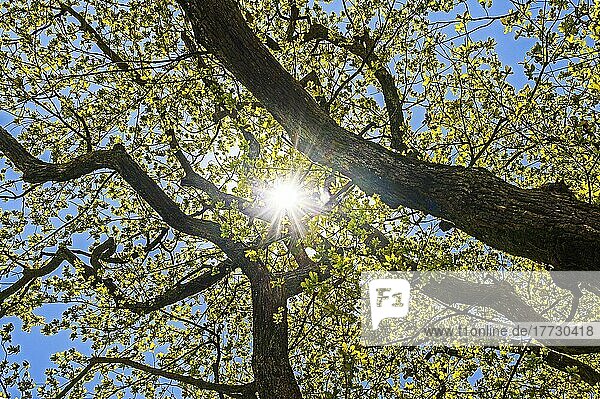 Eichenlaub (Quercus) im Gegenlicht in frischem Frühjahrsgrün  Insel Mainau  Bodensee  Baden-Wüttemberg  Deutschland  Europa