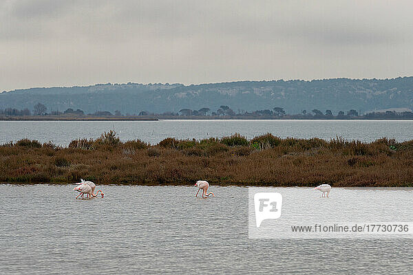 Purple flamingos on a natural reserve in the south of France on a cloudy day  Occitanie  France  Europe