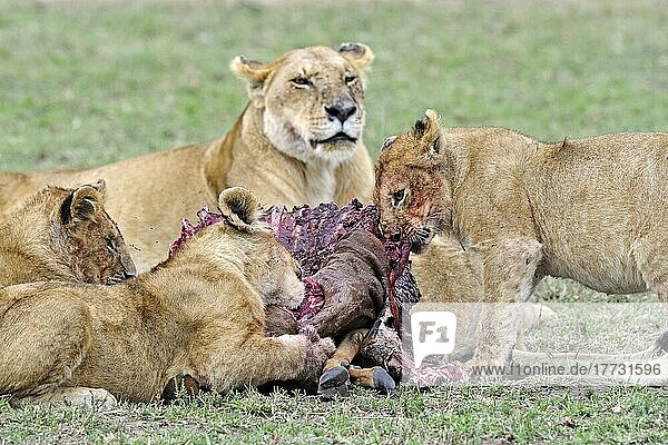 Löwen (Panthera leo)  Löwe  Löwenfamilie  frisst erbeutetes Topi (Damaliscus lunatus)  Masai Mara  Kenia  Afrika