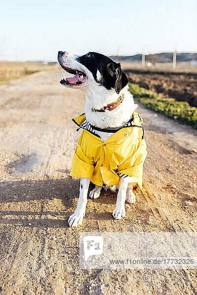 Dog wearing raincoat sitting on dirt road