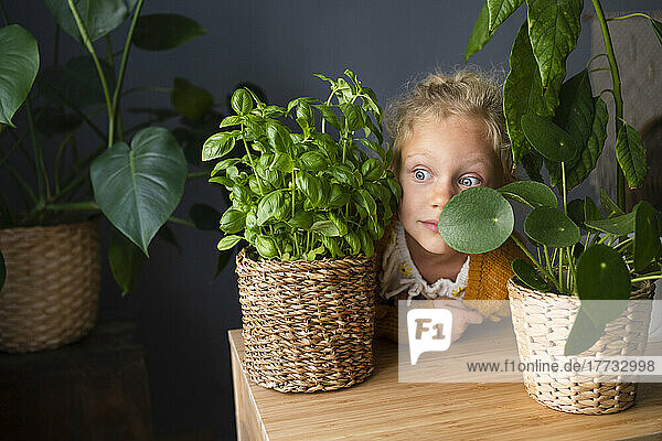 Curious girl looking amidst potted plants on table