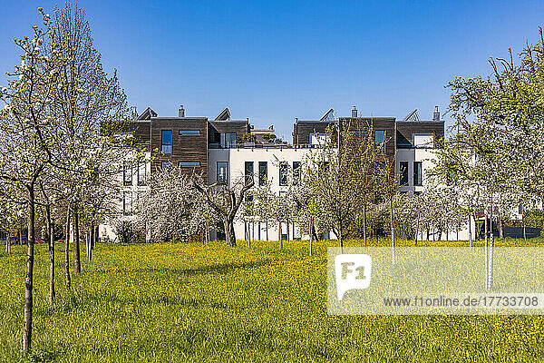 Germany  Baden-Wurttemberg  Waiblingen  Fruit trees blossoming in front of modern suburban houses