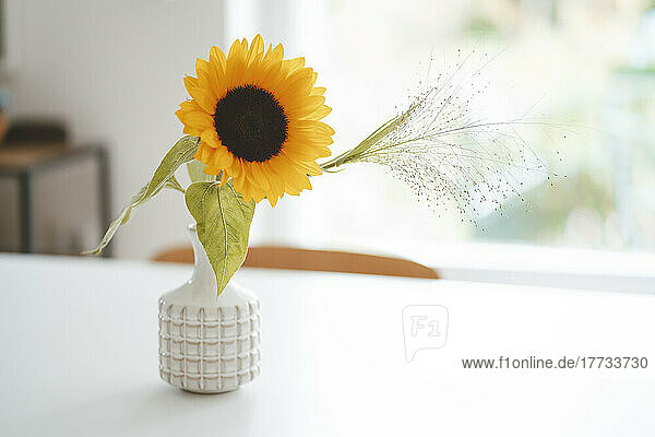 Sunflower in white vase on table