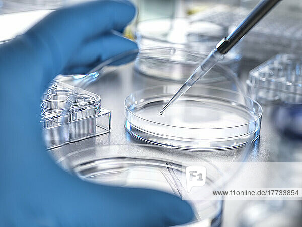 Hand of scientist transferring solution from pipette to petri dish in laboratory
