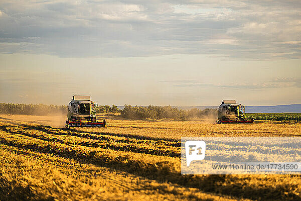Combine harvesters at wheat field on sunny day