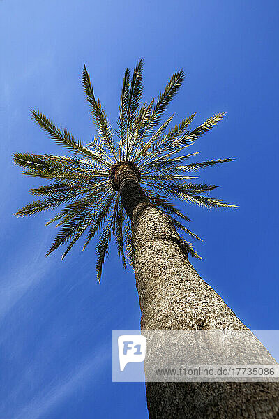 Low angle view of tall palm tree in summer