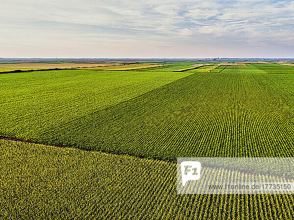 Drone view of vast corn and soybean fields