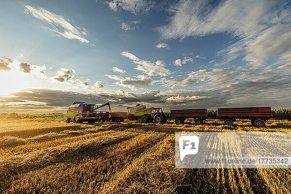 Combine harvester and trailers on wheat field at sunset