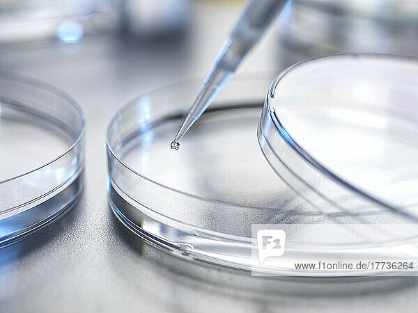 Exchanging solution from pipette to petri dish in laboratory