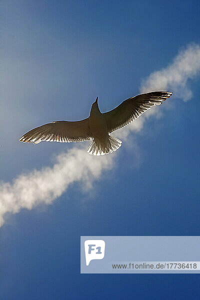 Lone seagull flying against sky