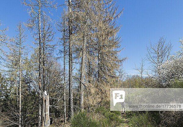 Hiker walking past dead spruce trees damaged by bark beetle infestation