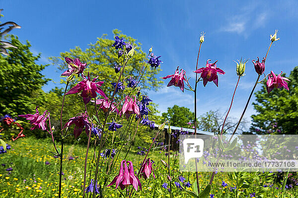 Columbine-Blumen blühen im Frühlingsgarten