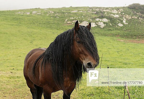 Brown horse with black mane standing on grass