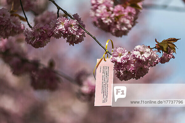 Small information tag hanging from cherry blossom branch in spring