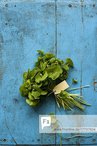 Studio shot of bundle of Indian lettuce (Claytonia perfoliata) lying against wooden rustic background
