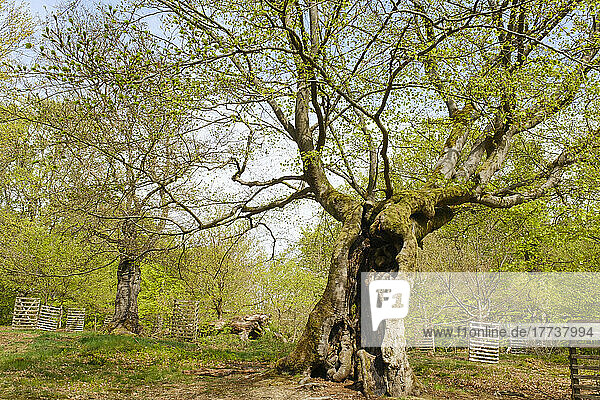 Germany  Hesse  Bad Wildungen  Hutewald Halloh beech trees in Kellerwald-Edersee Nature Park