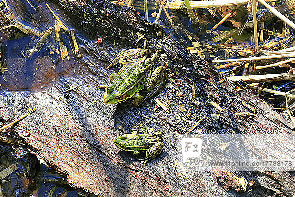 Two green frogs sitting on plant bark