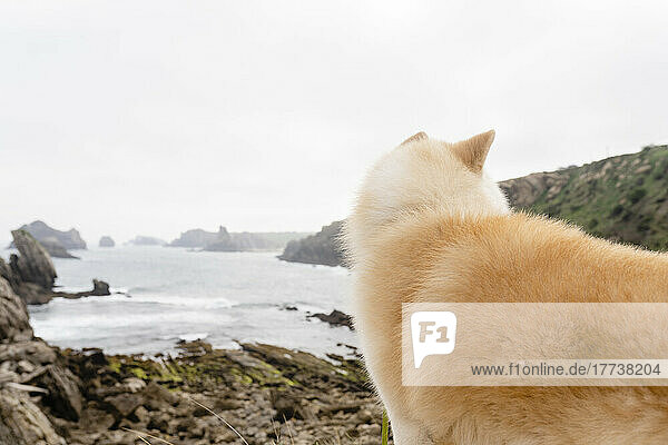 Shiba Inu dog standing in front of sea