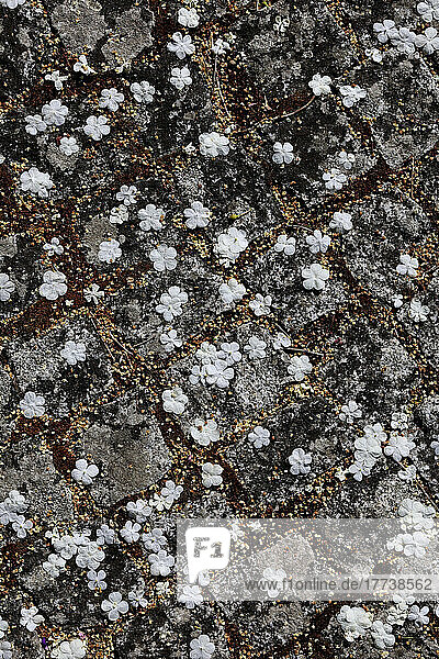 Paving stones covered in white petals