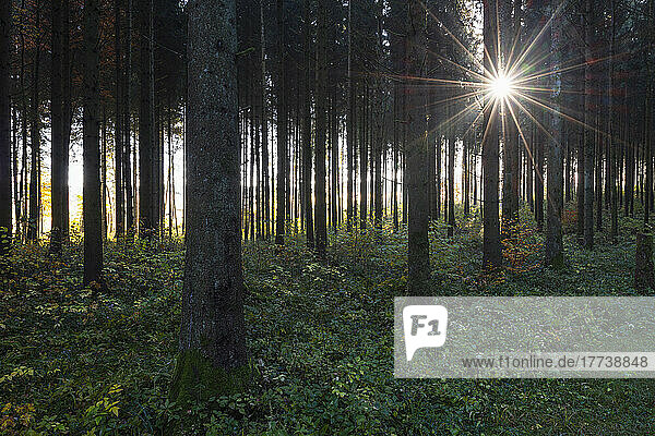 Sun shining through branches of forest trees in autumn