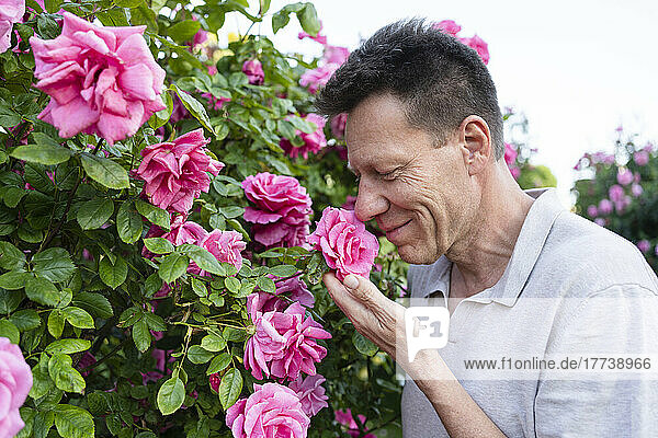 Mann riecht rosa Rose im Garten