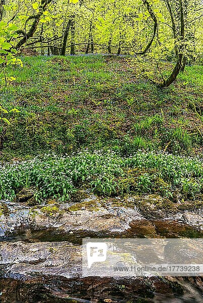 Bärlauch und Glockenblume  Devon  England  Großbritannien  Europa