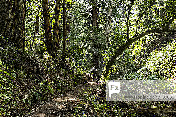 USA  California  Mill Valley  Senior woman hiking through redwood forest near Mt Tamalpais
