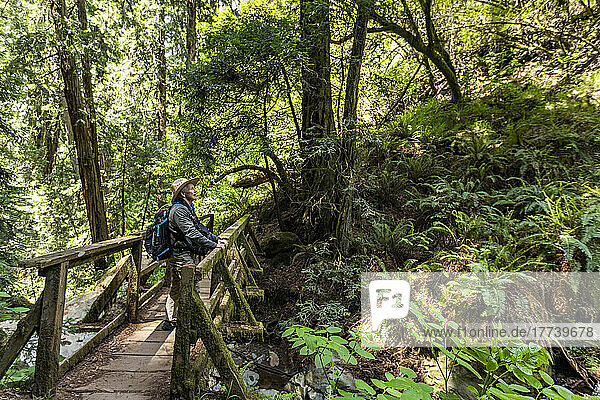USA  California  Mill Valley  Senior man hiking through redwood forest near Mt Tamalpais