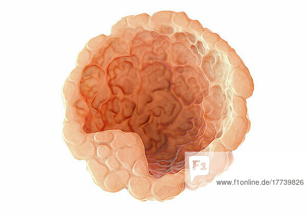 Illustration einer Blastozyste in Schnittansicht auf weissem Hintergrund. Ca. drei bis vier Tage nach der Befruchtung entsteht die Blastocystenhöhle. Die Außenwand der Blastozyste wird von der Zona pellucida umschlossen  der ursprünglichen Hülle der Eizelle. Die äußere Schicht der Blastozyste besteht aus einer einzelnen Lage von Zellen (Trophoblasten) welche sich zusammen mit dem mütterlichen Gewebe vereinigen und die Plazenta bilden. Aus den ursprünglichen Embryoblasten entwickelt sich am inneren Bereich mit der Zeit ein einfaches Endoderm  das zum Dottersack wird.