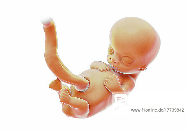 Illustration eines Fötus in der 10. Schwangerschaftswoche (SSW) auf weissem Hintergrund.