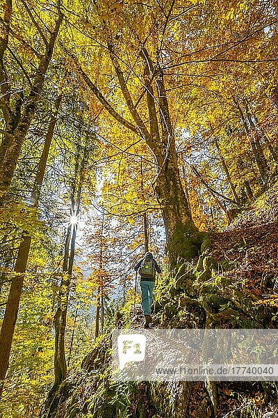 Woman on hiking trail  deciduous forest in autumn  near Scharnitz  Bavaria  Germany  Europe