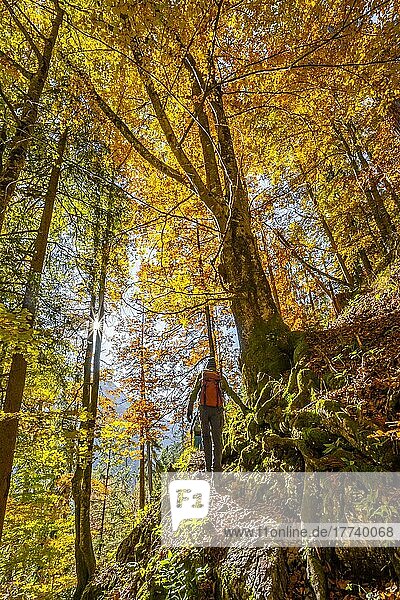 Man on hiking trail  deciduous forest in autumn  near Scharnitz  Bavaria  Germany  Europe